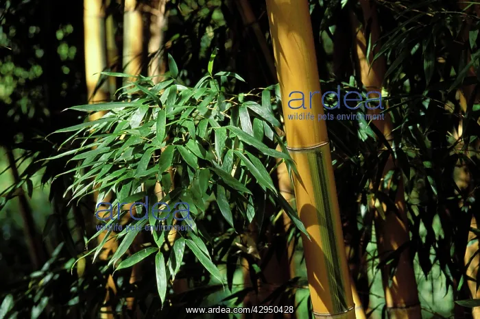: Bamboo - stubbles and foliage : Bamboo - stubbles and foliage