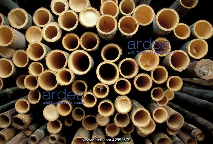  : Bamboo stubbles - sections, hollow