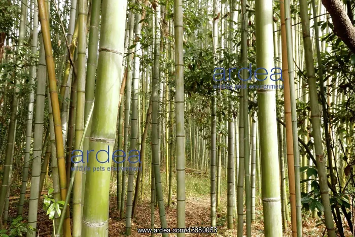 : Bamboo trunks in the Arashiyama bamboo forest in : Bamboo trunks in the Arashiyama bamboo forest in