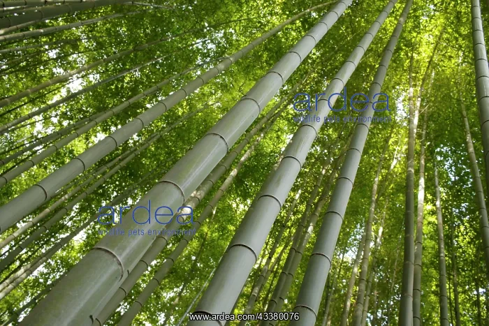 : Bamboo trunks in the Arashiyama bamboo forest in : Bamboo trunks in the Arashiyama bamboo forest in