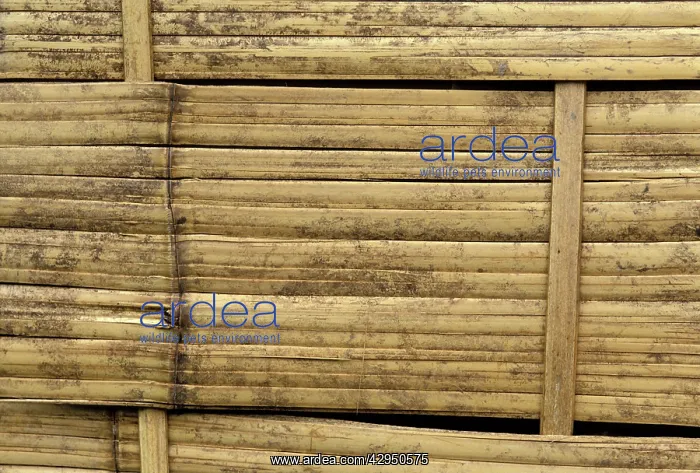  : Bamboo - wall of a malaysian house