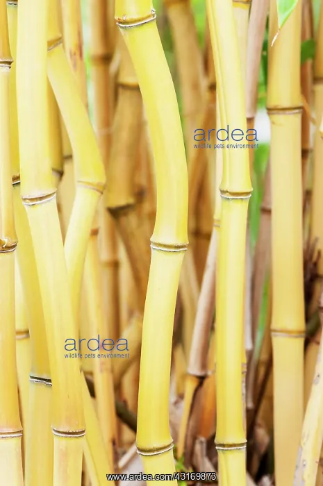 : Bamboo, Yellow-groove bamboo, Phyllostachys aureosulcata, s : Bamboo, Yellow-groove bamboo, Phyllostachys aureosulcata, s