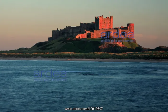 : Bamburgh Castle - autumn sunset : Bamburgh Castle - autumn sunset