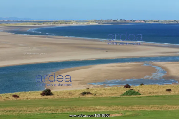 : Bamburgh Castle Golf Course - looking northwards : Bamburgh Castle Golf Course - looking northwards