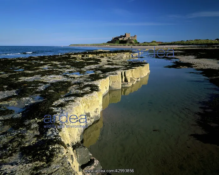 : Bamburgh Castle - low tide : Bamburgh Castle - low tide