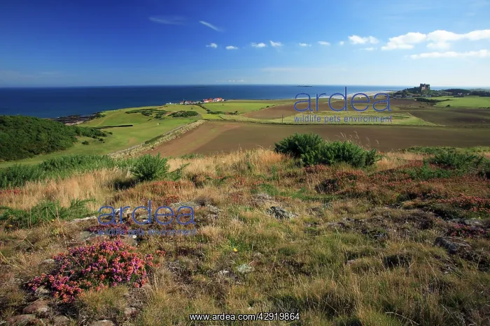 : Bamburgh Castle - view from golf course looking south : Bamburgh Castle - view from golf course looking south