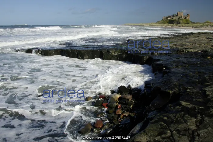 : Bamburgh Castle - View point north of castle from : Bamburgh Castle - View point north of castle from