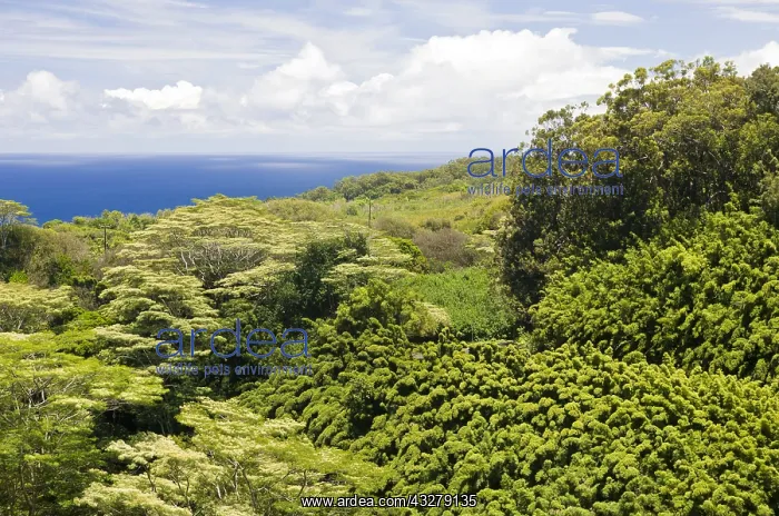 : Bambuswald an der Strasse nach Hana, Maui, Hawaii : Bambuswald an der Strasse nach Hana, Maui, Hawaii