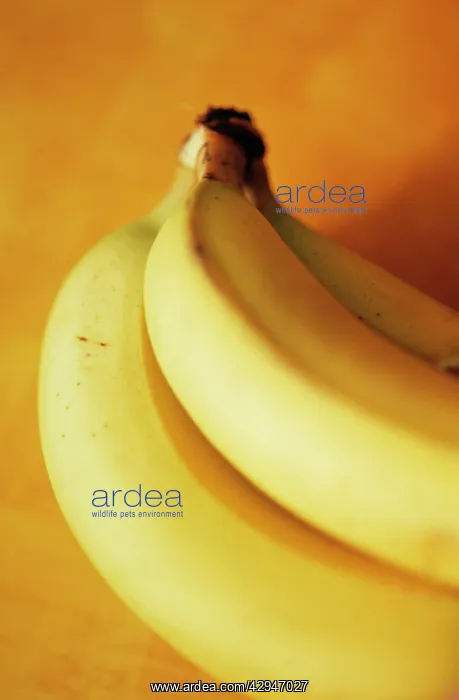 : Banana, Musa : Banana, Musa