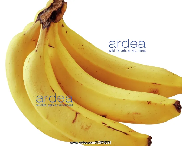  : Banana, Musa