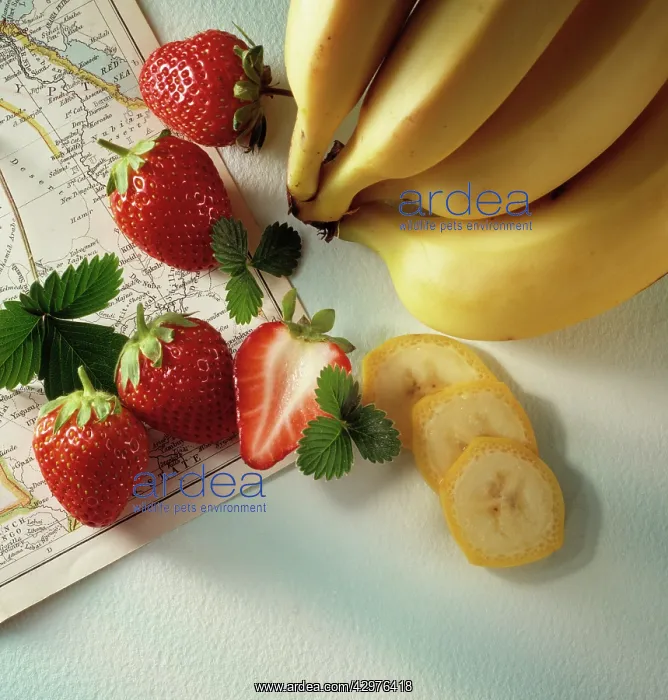 : Banana, Musa : Banana, Musa