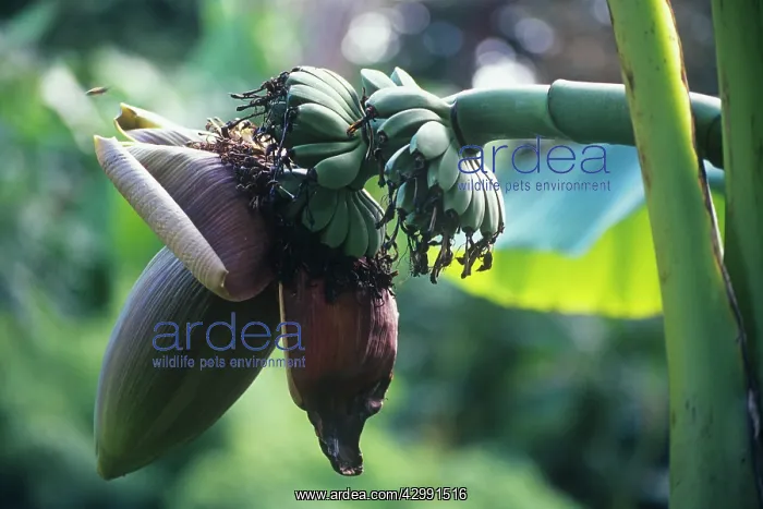 : Banana, Musa : Banana, Musa