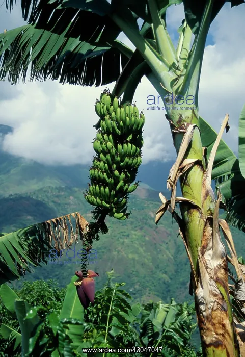 : Banana, Musa acuminata : Banana, Musa acuminata
