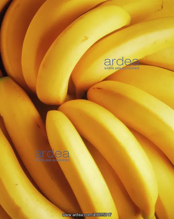 : Banana, Musa : Banana, Musa