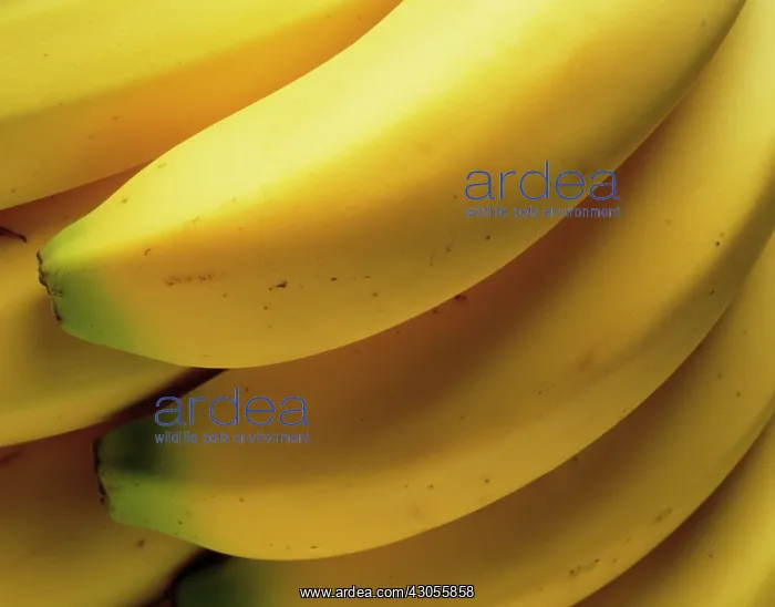  : Banana, Musa