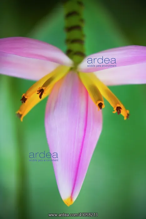 : Banana, Musa ornata : Banana, Musa ornata