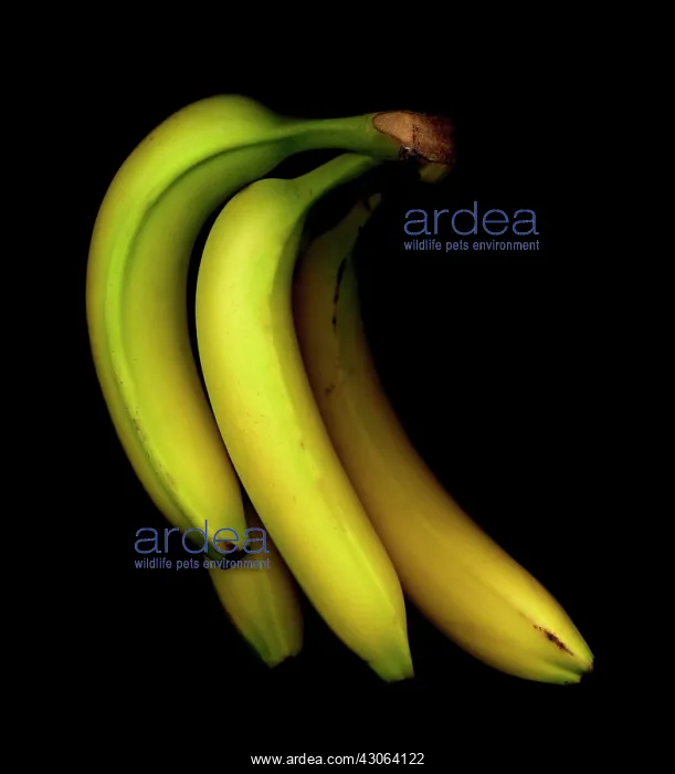 : Banana, Musa : Banana, Musa