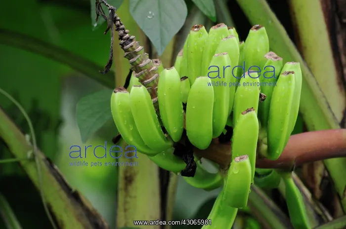 : Banana, Musa : Banana, Musa