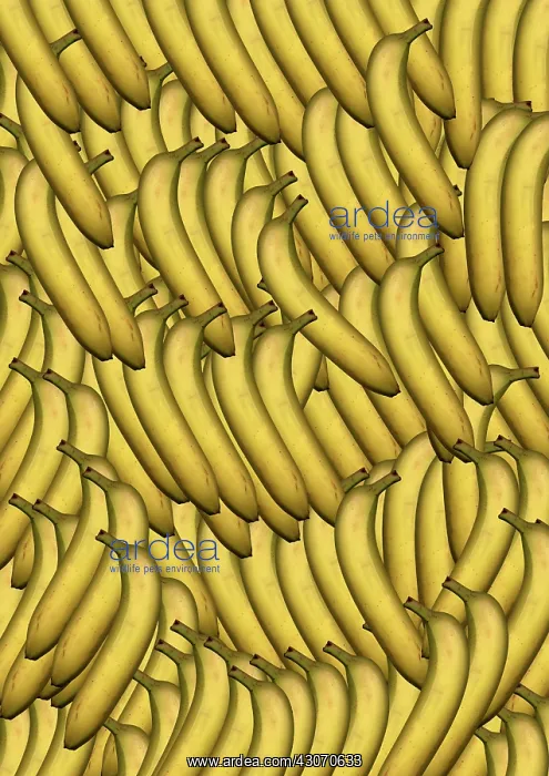 : Banana, Musa : Banana, Musa
