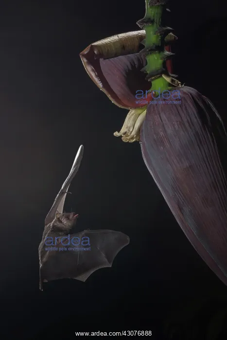 : Banana. Common Long-tongued Bat (Glossophaga soricina) adult feeding at night : Banana. Common Long-tongued Bat (Glossophaga soricina) adult feeding at night