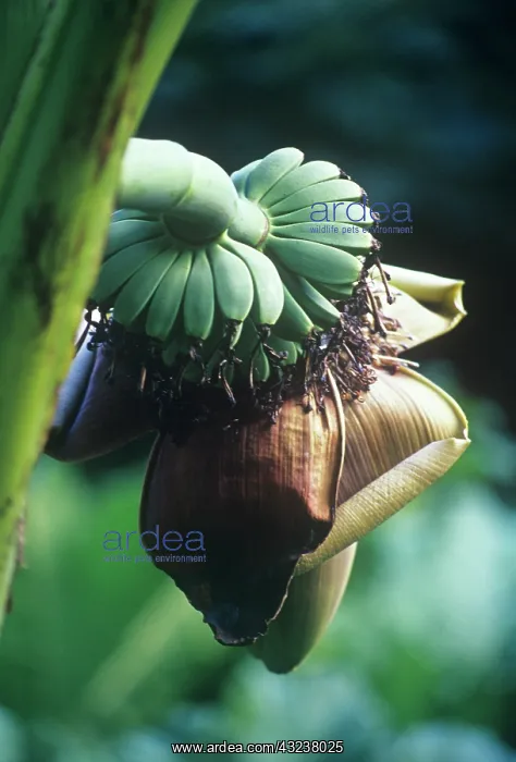  : Banana, Musa
