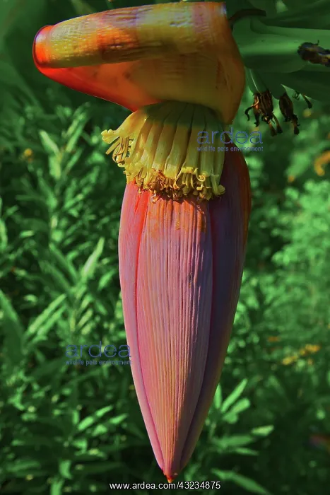 : Banana blossom, Cat Ba national park, Cat : Banana blossom, Cat Ba national park, Cat