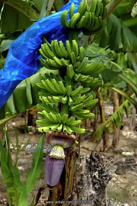 : Banana crop - this bunch has almost reached the : Banana crop - this bunch has almost reached the