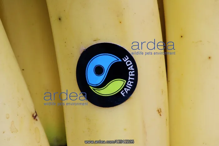 : Banana - Fairtrade logo sticker on Waitrose banana : Banana - Fairtrade logo sticker on Waitrose banana