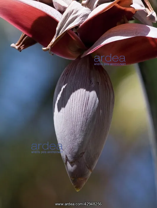  : Banana flower