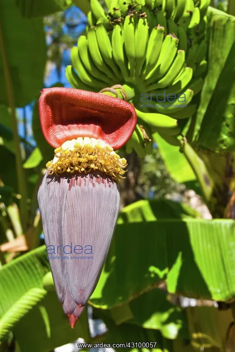 : Banana Flower : Banana Flower