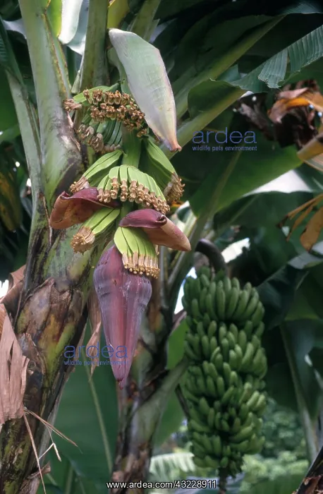 : Banana Flower : Banana Flower