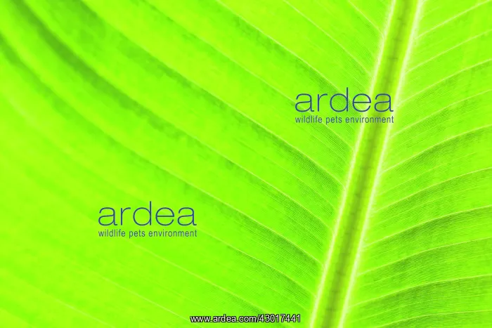  : Banana Leaf close-up