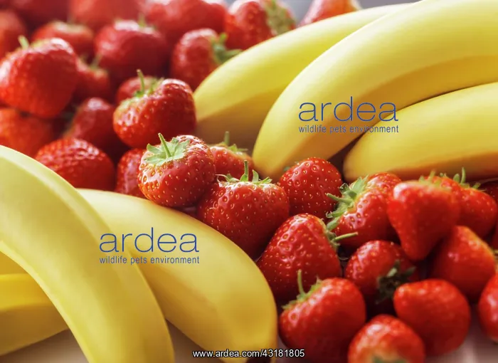 : Banana, Musa acuminata, Two bunches with strawberries : Banana, Musa acuminata, Two bunches with strawberries