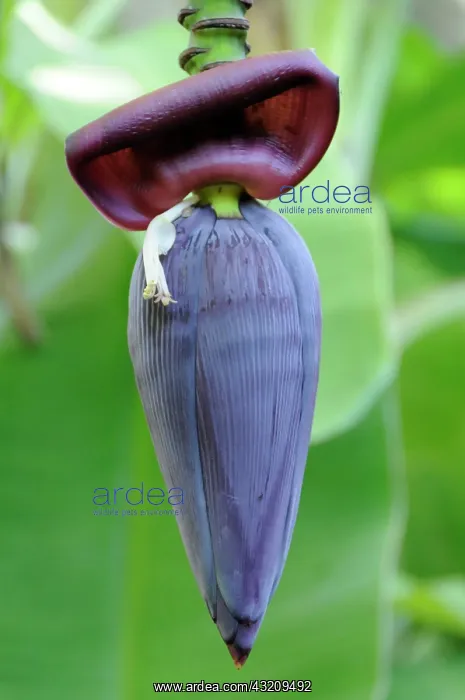 : Banana (Musa sp.) flower, Leon, Nicaragua, Central : Banana (Musa sp.) flower, Leon, Nicaragua, Central