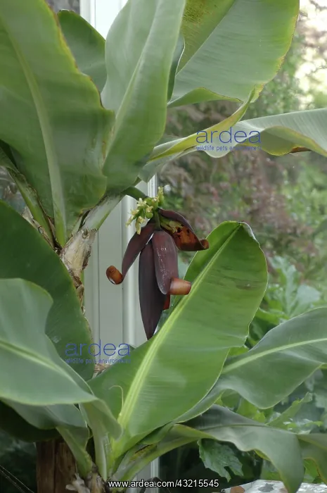 : Banana plant flowering : Banana plant flowering