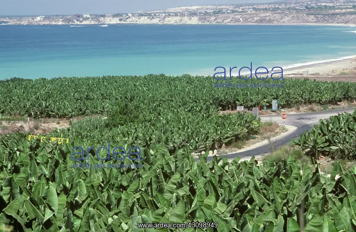 : Banana Plant Plantation, Cyprus : Banana Plant Plantation, Cyprus