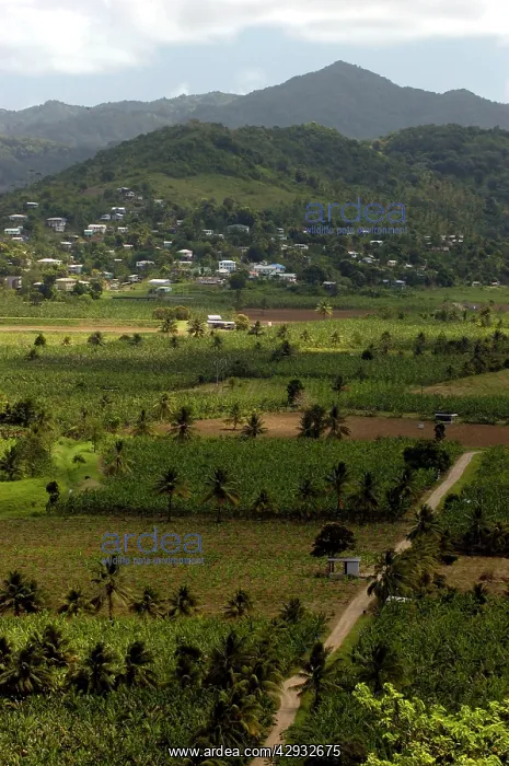 : Banana Plantation : Banana Plantation