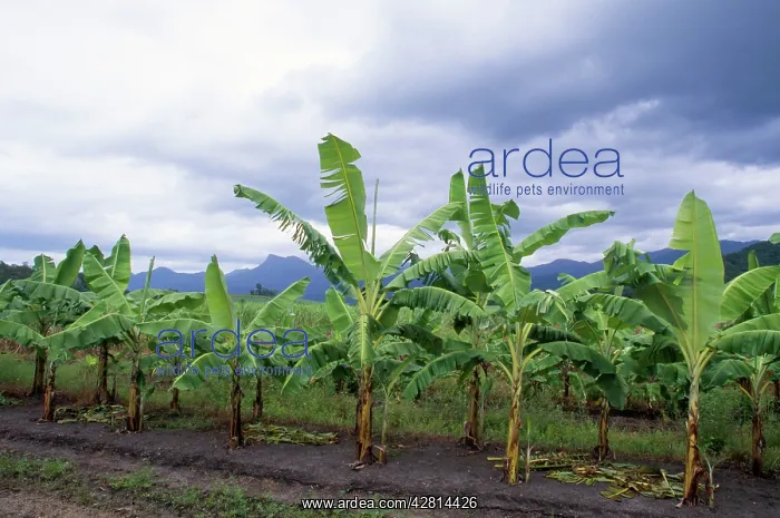 : Banana Plantation - on former Rainforest land : Banana Plantation - on former Rainforest land