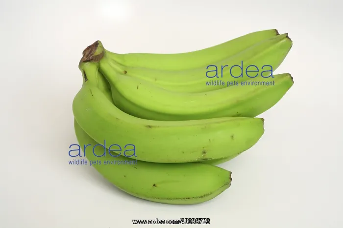 : Banana Ripening Sequence : Banana Ripening Sequence