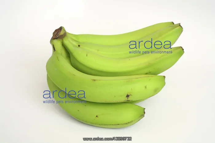 : Banana Ripening Sequence : Banana Ripening Sequence