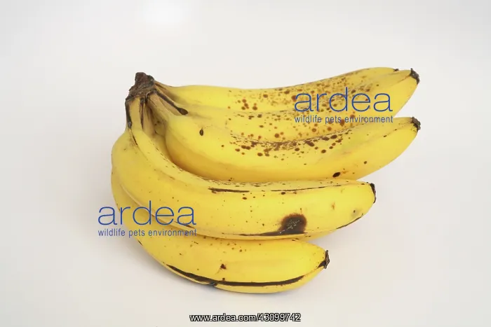 : Banana Ripening Sequence : Banana Ripening Sequence
