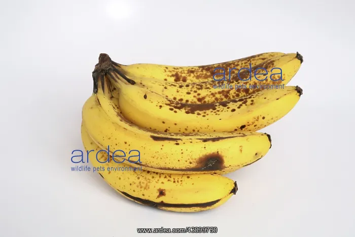 : Banana Ripening Sequence : Banana Ripening Sequence