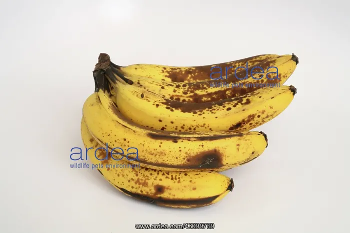 : Banana Ripening Sequence : Banana Ripening Sequence