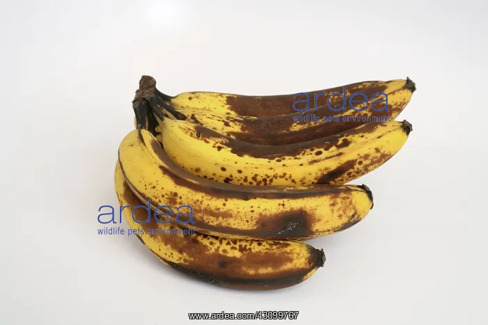 : Banana Ripening Sequence : Banana Ripening Sequence