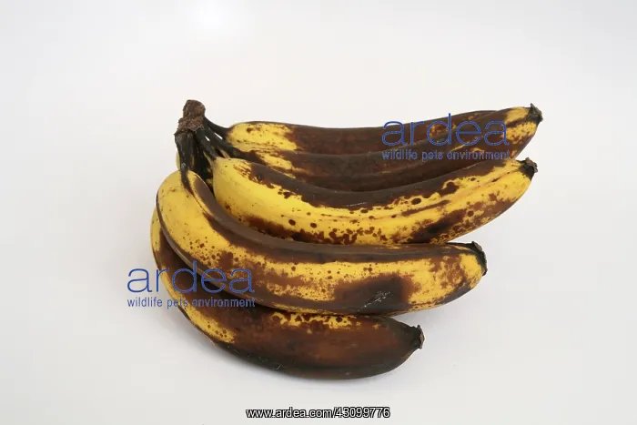 : Banana Ripening Sequence : Banana Ripening Sequence