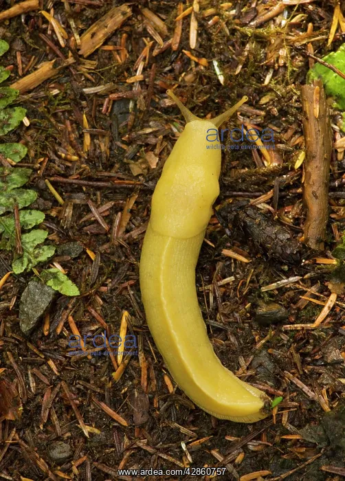 : Banana Slug : Banana Slug