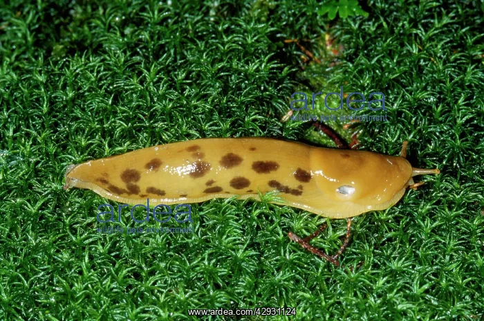 : BANANA SLUG : BANANA SLUG