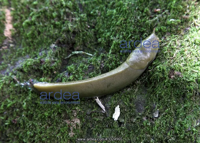 : Banana Slug : Banana Slug