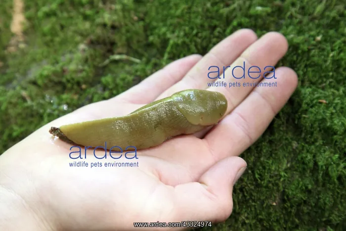 : Banana Slug on Hand : Banana Slug on Hand