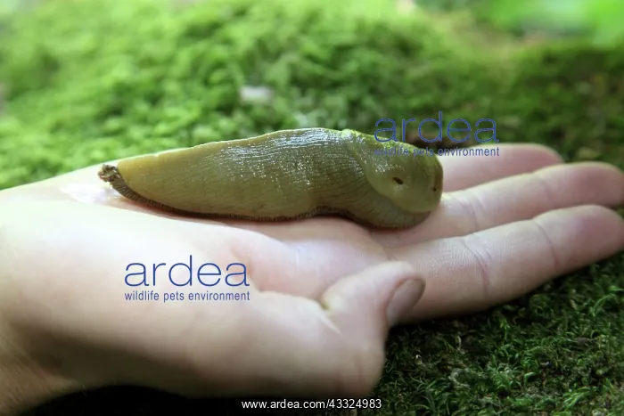 : Banana Slug on Hand : Banana Slug on Hand